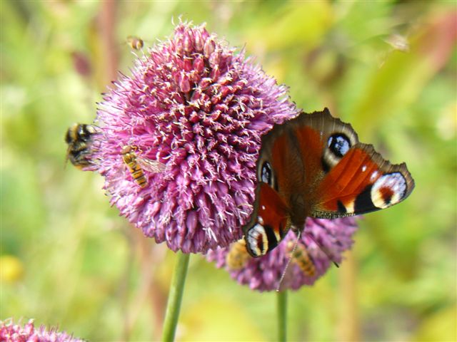 Sommer